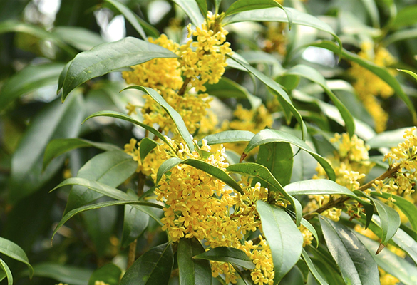 重慶陽光玫瑰葡萄 _花果園