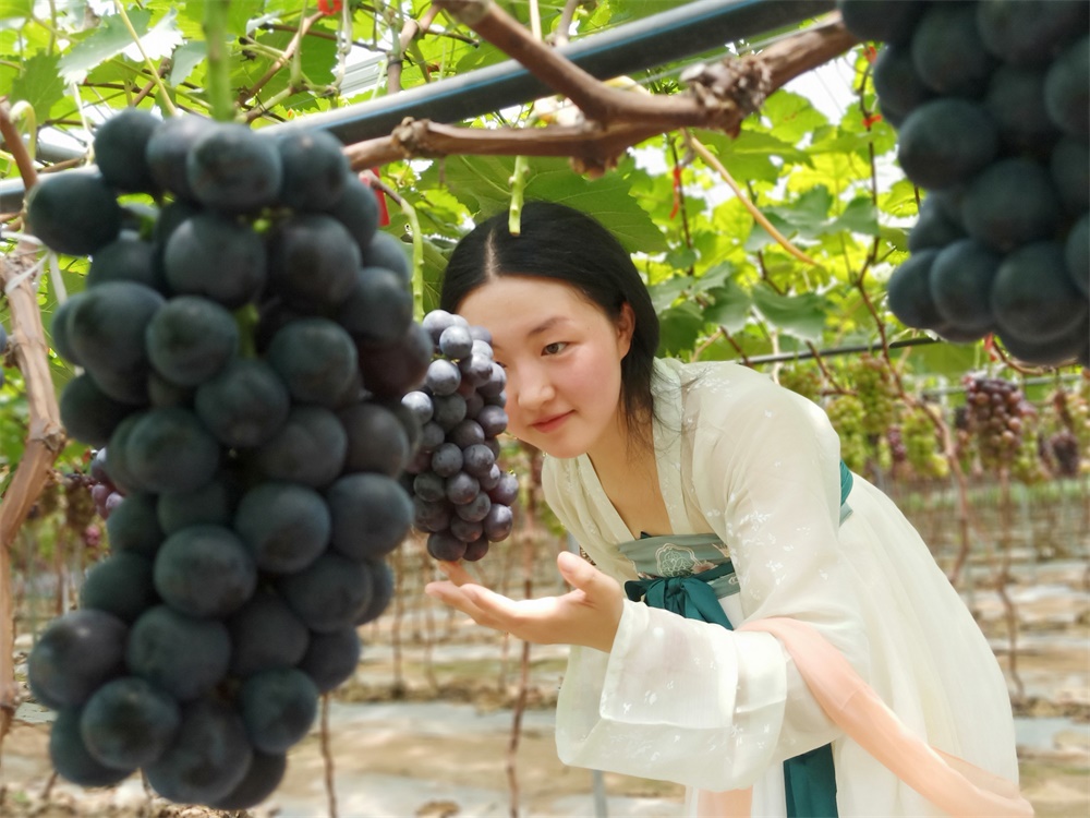 重慶葡萄基地_葡萄枝蔓可以兩年年產(chǎn)嗎